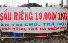 Bến Tre: Ăn sầu riêng trả hột Bến Tre: Ăn sầu riêng trả hột