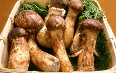 Nấm Matsutake đắt đỏ nhất thế giới đang cháy hàng tại Việt Nam Nấm Matsutake đắt đỏ nhất thế giới đang cháy hàng tại Việt Nam