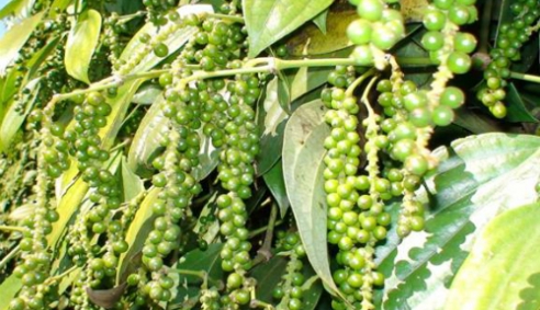 Bộ Công Thương: Chưa xác định thương lái Trung Quốc thao túng giá hồ tiêu Việt