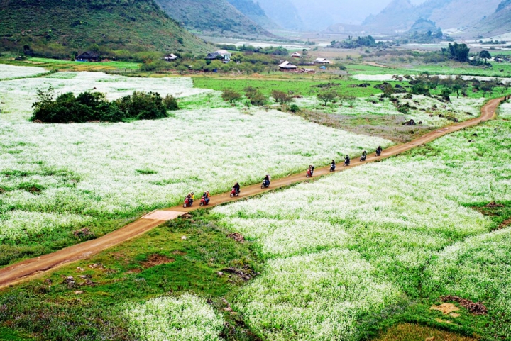 vuon hoa cai o cao nguyen moc chau