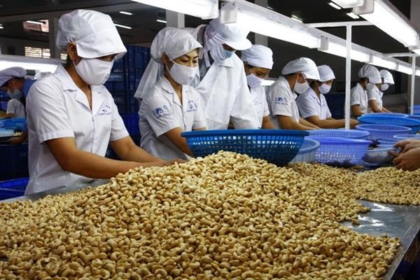 bo nn mt  xuat khau hat dieu viet nam dat muc tieu 45 ti usd trong nam 2025