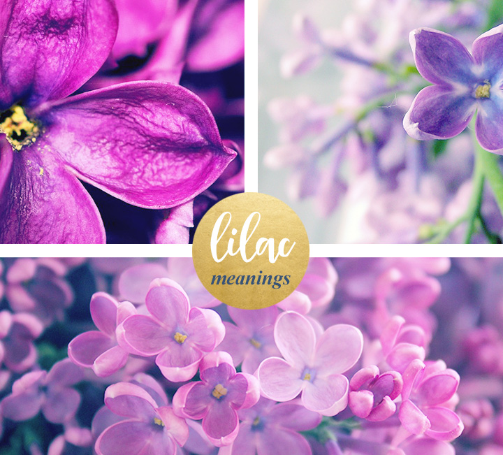 flower-meanings-lilac1