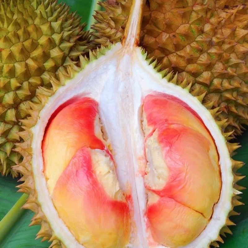 sau-rieng