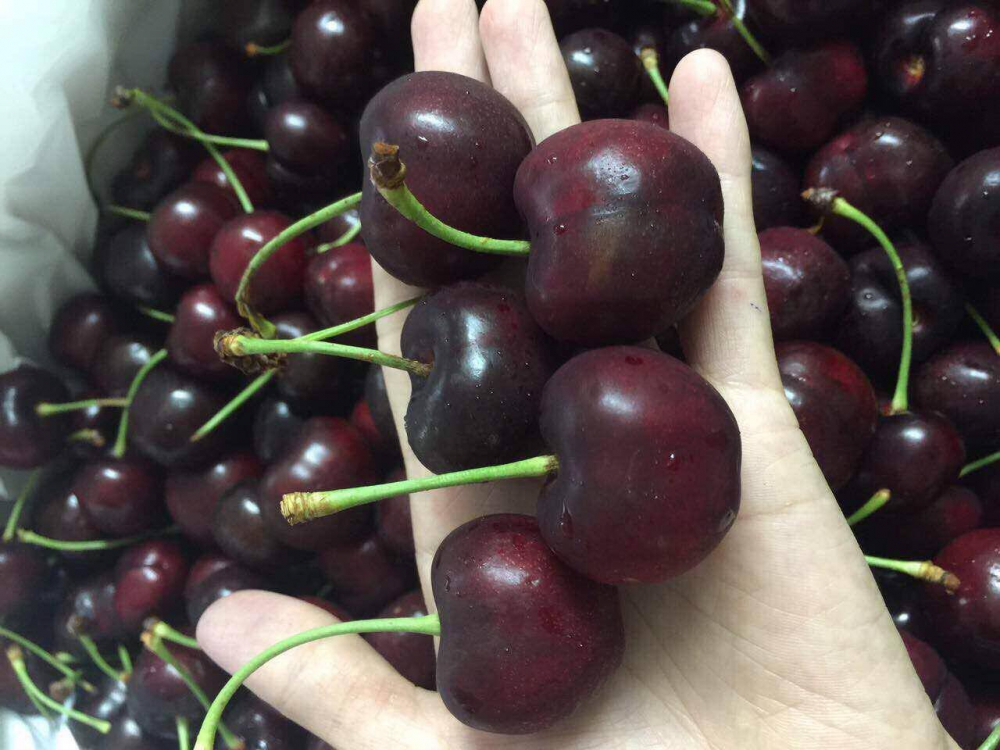 cherry