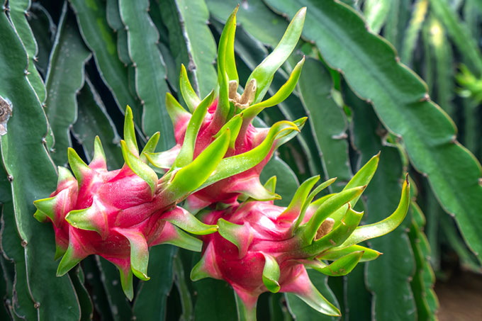 dragon-fruit-pucka-fertilizer-1
