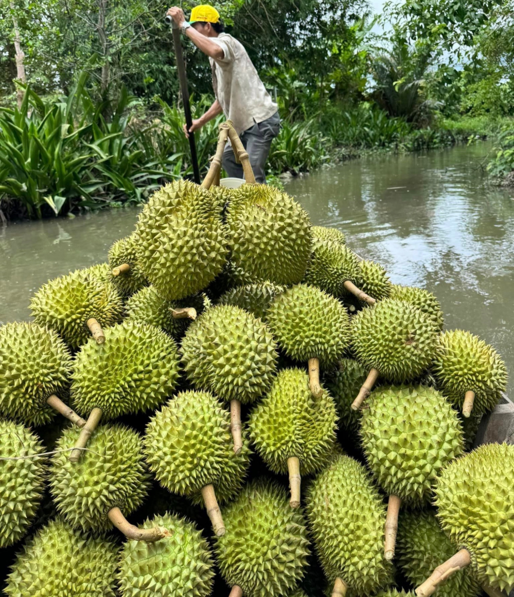 sau-rieng-120937