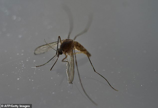 muoi-Aedes-Aegypti