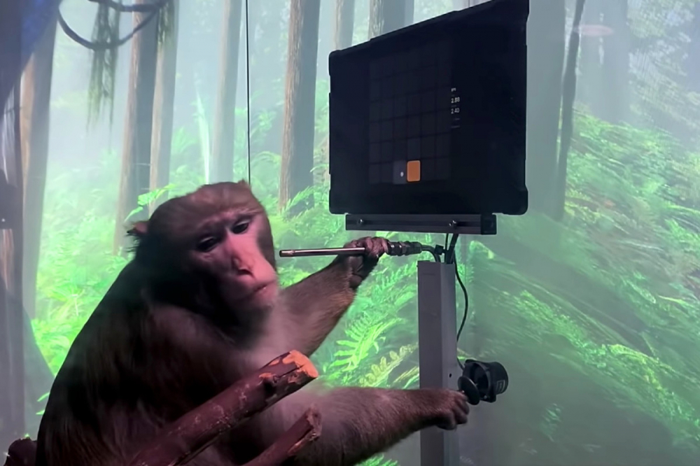 Công ty Neuralink tuyên bố khỉ có thể chơi game hoàn toàn bằng trí óc