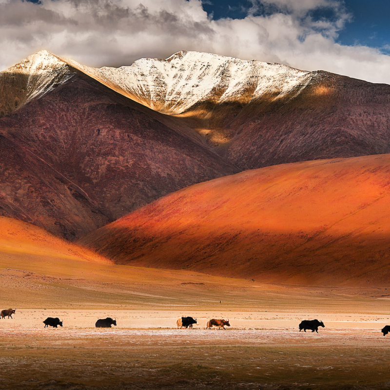 Buffalos-roaming-through-a-field-with-red-mountain-in-the-back-1