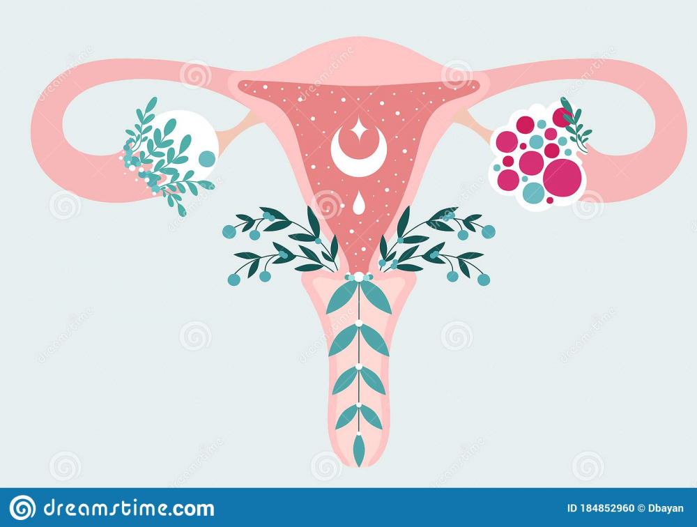 pcos-anatomical-scheme-uterus-flowers-polycystic-ovary-syndrome-diagram-reproductive-system-women-health-women-health-184852960