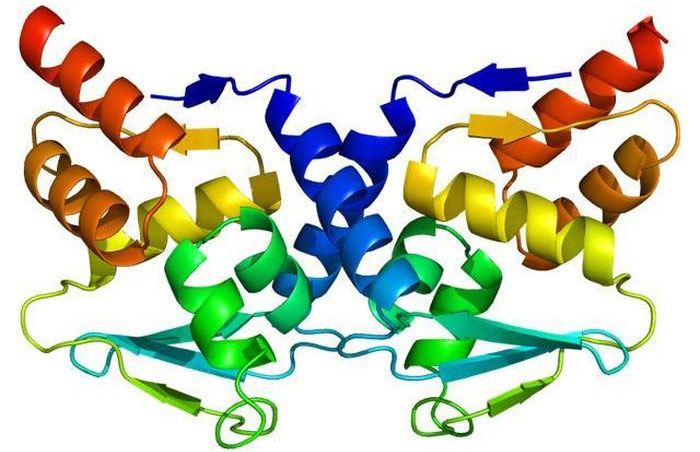 protein-BCL6