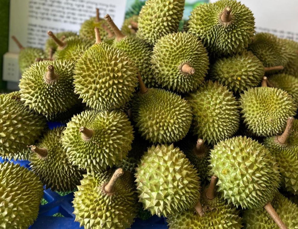 pahung2