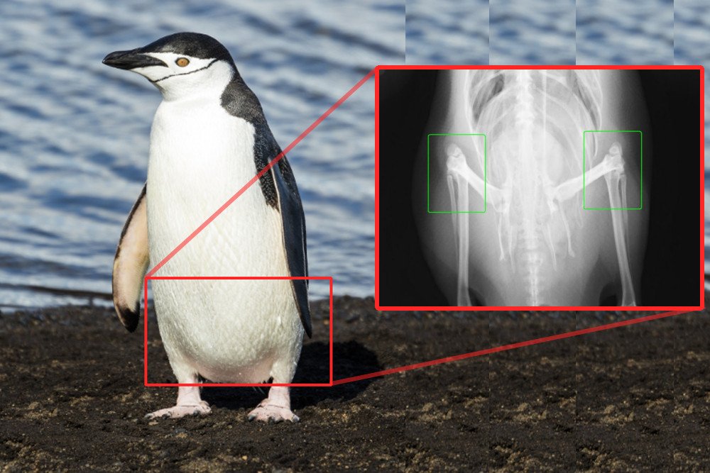Penguin-knee-x-ray