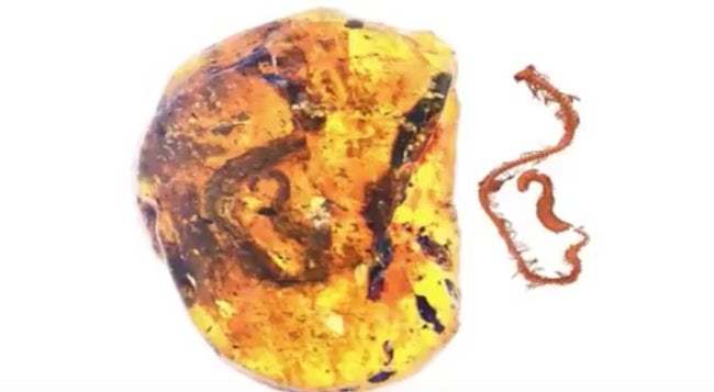 scientists-uncovered-the-first-ever-fossilized-snake-embryo-in-105-million-year-old-amber-photo-u1