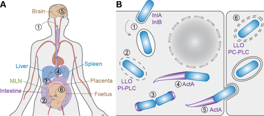 Infection-by-Listeria-monocytogenes-A-The-in-vivo-infection-process-Following