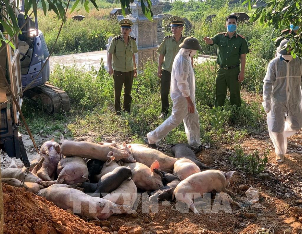 203346-tieu-huy-so-lon-bi-dich-ta-lon-chau-phi-van-chuyen-ve-bac-giang-tieu-thu