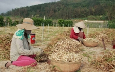 Thị trường tỏi Lý Sơn "vàng thau lẫn lộn": Cần chú trọng chỉ dẫn địa lý Thị trường tỏi Lý Sơn "vàng thau lẫn lộn": Cần chú trọng chỉ dẫn địa lý