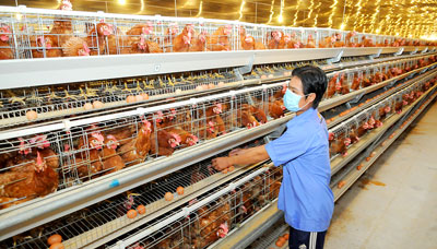Mô hình chăn nuôi nhỏ lẻ thất thế