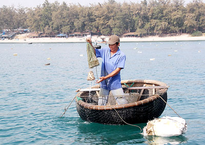 Săn tôm hùm giống