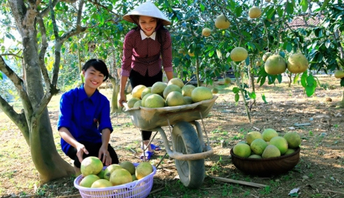 Bưởi Đại Minh được cấp giấy chứng nhận đăng ký nhãn hiệu