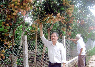 Chôm chôm Đồng Nai được bảo hộ chỉ dẫn địa lý