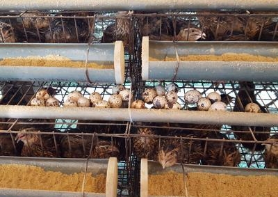 Mô hình nuôi chim cút theo hướng xuất khẩu được đăng ký nhãn hiệu