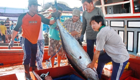 Cá ngừ đại dương Bình Định được công bố nhãn hiệu