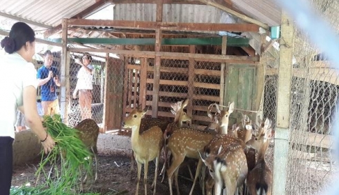 Cấp chỉ dẫn địa lý cho nhung hươu Hương Sơn, Hà Tĩnh: Nâng cao giá trị sản phẩm