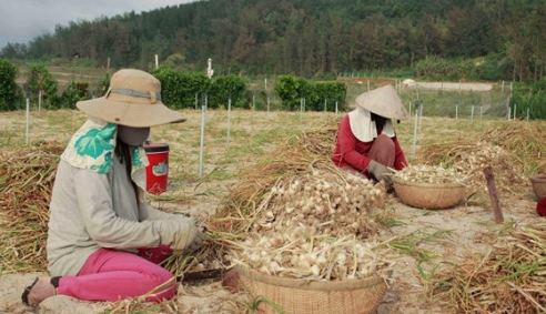 Thị trường tỏi Lý Sơn 'vàng thau lẫn lộn': Cần chú trọng chỉ dẫn địa lý