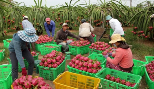 Bảo hộ nhãn hiệu cho nông sản Việt: Còn nhiều trăn trở