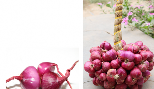 Hành tím Vĩnh Châu, Sóc Trăng được bảo hộ chỉ dẫn địa lý