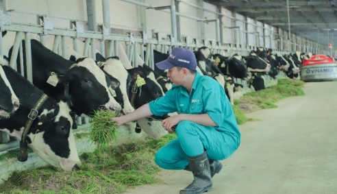 Tết tại 'resort' bò sữa Vinamilk có gì đặc biệt?