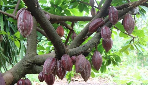 Thương hiệu cacao Vũng Tàu, hồi sinh và vươn ra thế giới