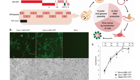Việt Nam: Khôi phục được virus SARS-CoV-2 tổng hợp chỉ trong vòng 1 tuần