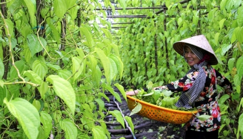Hậu Giang: Đăng ký nhãn hiệu tập thể Làng trầu Vị Thủy