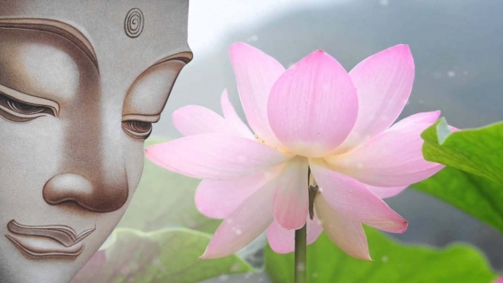 Ý nghĩa của hoa sen trong Phật giáo là sự nở rộ và sự đổi mới. Hình hoa sen phật giáo thể hiện một sự hoàn hảo và sự thanh khiết không có ai khác. Hãy cùng tìm hiểu thêm về những ý nghĩa đằng sau loài hoa đặc biệt này qua những hình ảnh độc đáo và tuyệt đẹp.