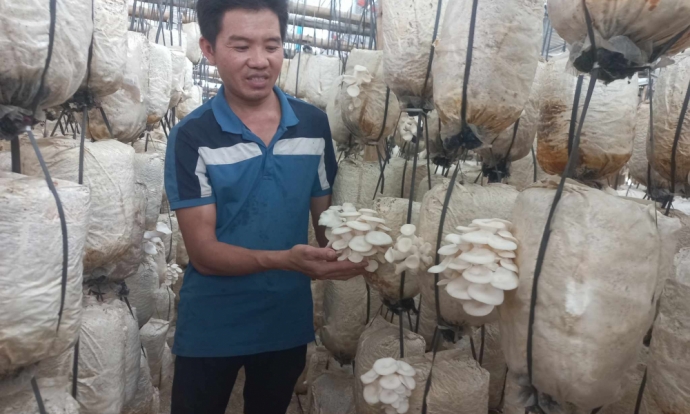 Thanh niên trẻ làm giàu từ mô hình trồng nấm sạch
