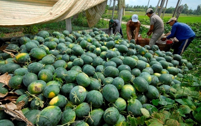 Trung Quốc thông báo chính sách kiểm soát nhập khẩu với dưa hấu của Việt Nam