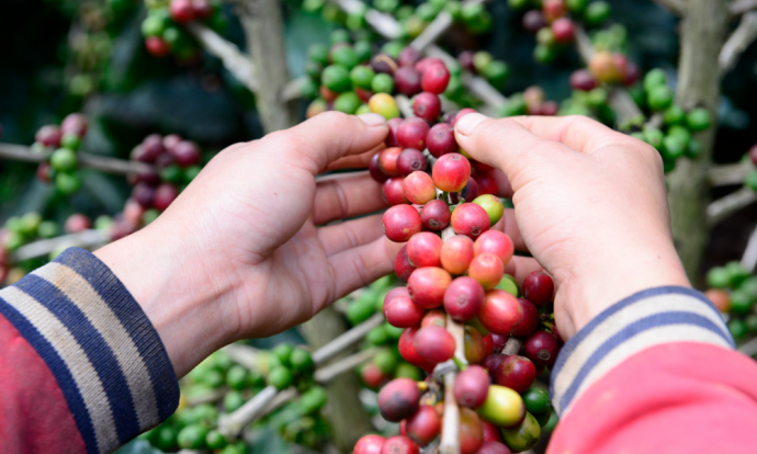 Cà phê được mùa, được giá nhưng doanh nghiệp xuất khẩu lỗ nặng