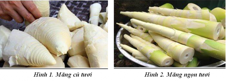 Mang tre Bat Bo Yen Bai