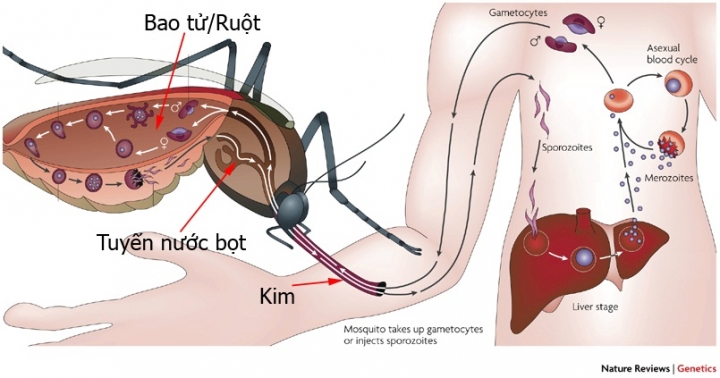 benh sot xuat huyet