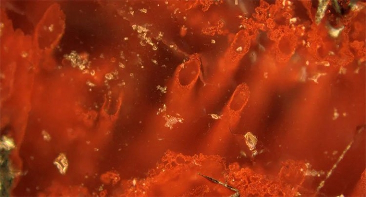 vi-khuan-co-archaeal