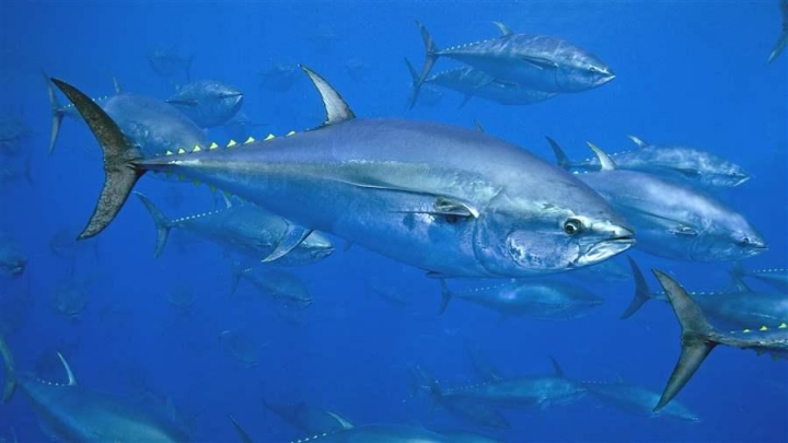 atlanticbluefin_1_16x9