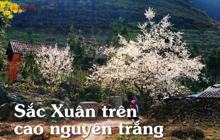sac xuan
