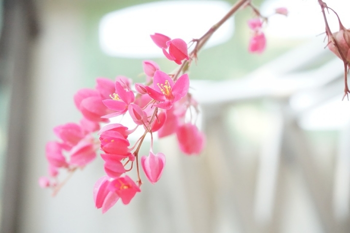 tu vi cung hoang dao ngay 1592019