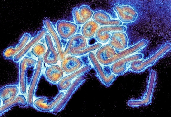 Virus Marburg