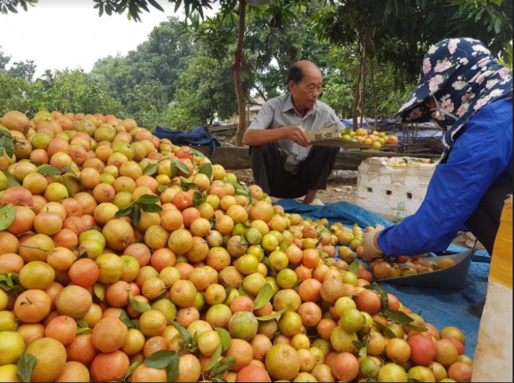 gia chanh dao giam manh a