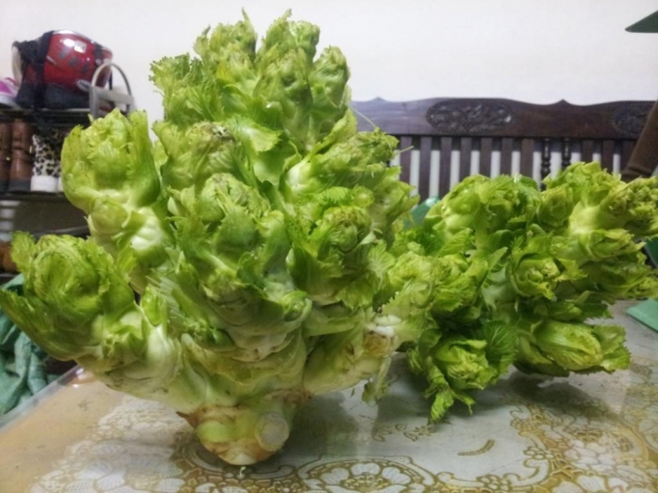 canh bao cai mam da trung quoc doi lot sapa a