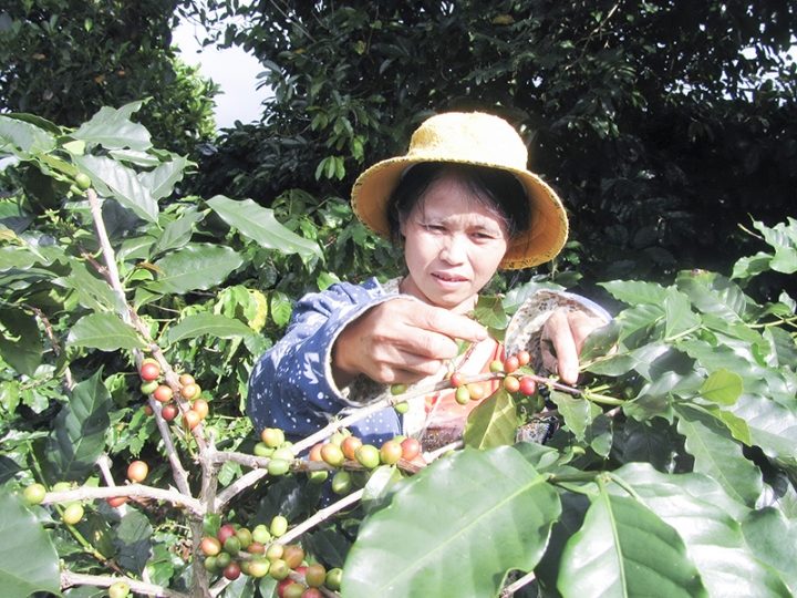 quang tri