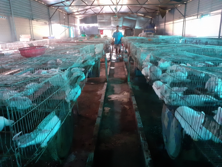 thanh hoa 1